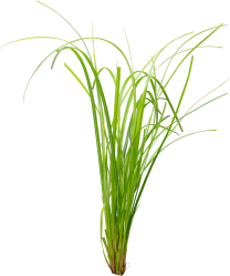 Cyperus helferi 