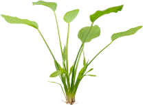 Echinodorus argentinensis