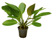 Echinodorus 'Little bear'