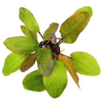 Echinodorus Spotted Harbich