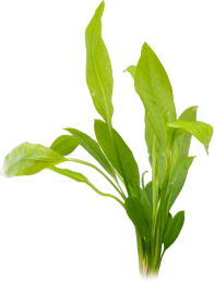 Echinodorus grisebachii 'Bleherae'
