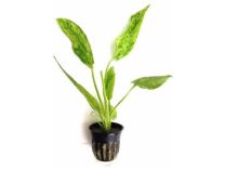 Echinodorus cordifolius 'Marble Queen'
