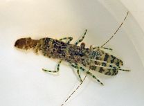 Saron marmoratus - isane
