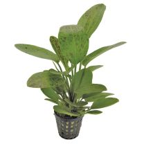 Echinodorus 'Leopard' 