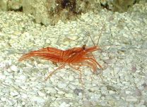 Lysmata wurdemanni -giant peppermint