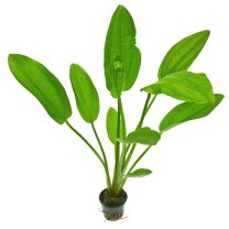 Echinodorus cordifolius 