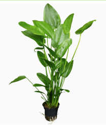 Echinodorus cordifolius 