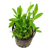 Helanthium tenellum 