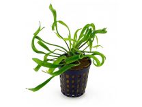 Helanthium bolivianum 'Vesuvius' 