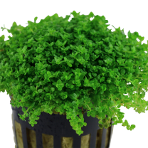 Micranthemum callitrichoides (Hemianthus)