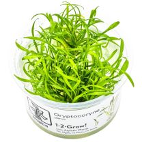 Cryptocoryne parva 1-2-GROW