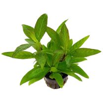 Hygrophila corymbosa 'Siamensis' 