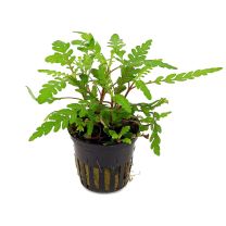 Hygrophila pinnatifida 