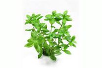 Hygrophila polysperma 