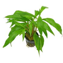 Hygrophila ringens 'Salicifolia' 