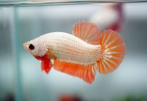 Betta Splendens platinum orange dragon