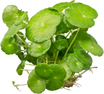 Hydrocotyle verticillata 