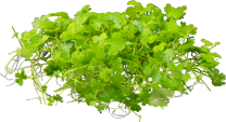 Hydrocotyle tripartita