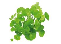 Hydrocotyle leucocephala 