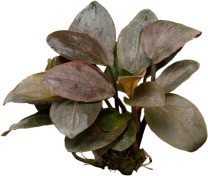 Lagenandra meeboldii 'Red'