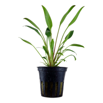 Cryptocoryne x willisii
