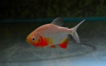 Piaractus brachypomus albino