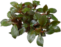 Ludwigia repens 