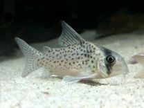 Corydoras Kanei M