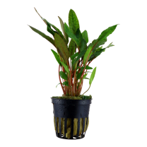 Cryptocoryne beckettii ”petchii”