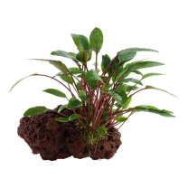Cryptocoryne beckettii "petchii" laavakivil