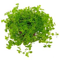 Micranthemum umbrosum 