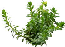 Rotala sp. 'Nanjenshan' (Boschii )