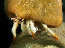 Calcinus laevimanus - white leg