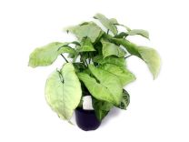 Syngonium podophyllum 'White Butterfly' 
