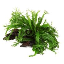 Microsorum pteropus 'Windeløv' on wood Midi