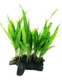 Microsorum pteropus on wood Midi