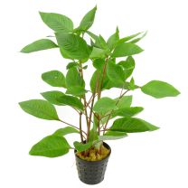 Hygrophila corymbosa (Nomaphila )