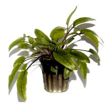 Cryptocoryne wendtii Green