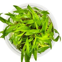 Cryptocoryne wendtii 'Green'
