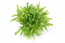 Pogostemon helferi 