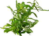 Pogostemon quadrifolius (Octopus)