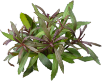 Pogostemon stellatus ‘Broad Leaf Red’