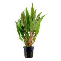Cryptocoryne undulata b.l
