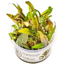 Cryptocoryne undulatus red 1-2-GROW