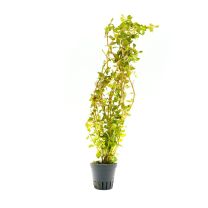 Rotala rotundifolia 'Blood Red'