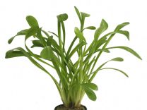 Sagittaria teres