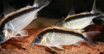 Corydoras arcuatus