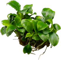 Schismatoglottis prietoi