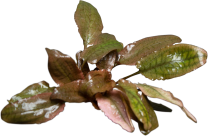 Cryptocoryne wendtii 'Fancy Pink' 