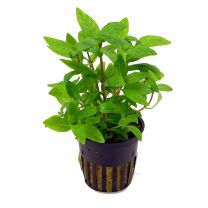 Staurogyne repens 